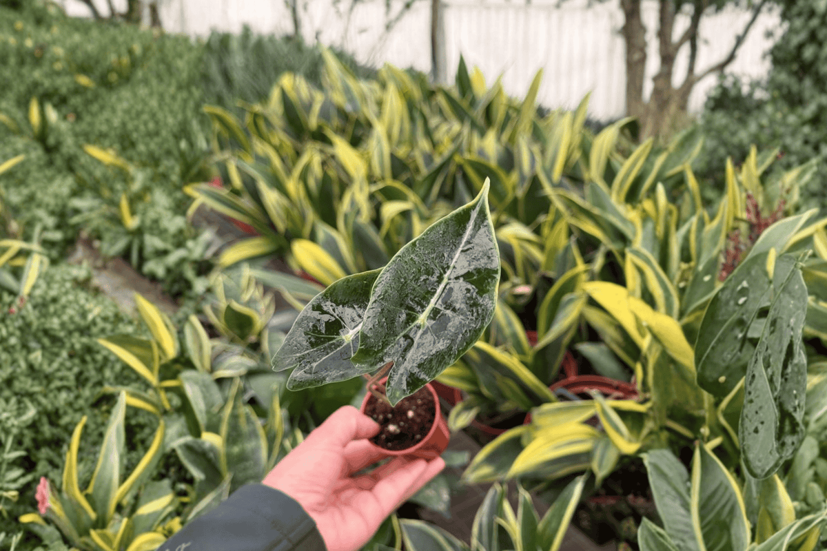 Alocasia Dragon’s Tooth Longiloba 'Dragon’s Tooth' – 2 Live Starter Plants (Bare Root, 2-Inch Pot Size)