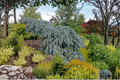 The Blues Colorado Blue Spruce (Picea pungens ‘The Blues’) – 10 Inch Live Plant, 1 Gallon Pot