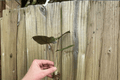 Alocasia 'Metalhead' Starter Plants (Portora × Lauterbachiana) – Bare Root, 2 Live Plants