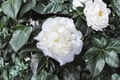 Japanese Camellia Fifth Avenue – 3 Gallon Unrooted? Wait: It's a live shrub in 3 gallon pot