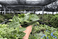 Scindapsus pictus ‘Silvery Ann’ - 2 Live Plants in 4" Pots