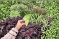 Alocasia odora Batik Variegated Starter Plants (2) - Snow Odora Batik Live Cuttings