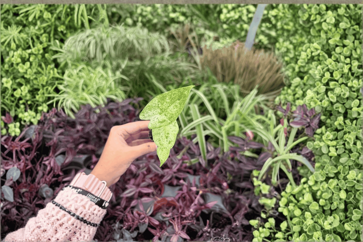 Alocasia odora Batik Variegated Starter Plants (2) - Snow Odora Batik Live Cuttings