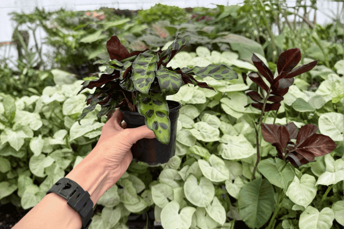 Rattlesnake Calathea Goeppertia insignis - 2 Live Plants in 4-Inch Pots