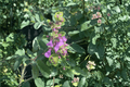 Summer Sunshine Wall Germander Teucrium chamaedrys ‘Summer Sunshine’ — 1 Live Plant in 4-Inch Pot