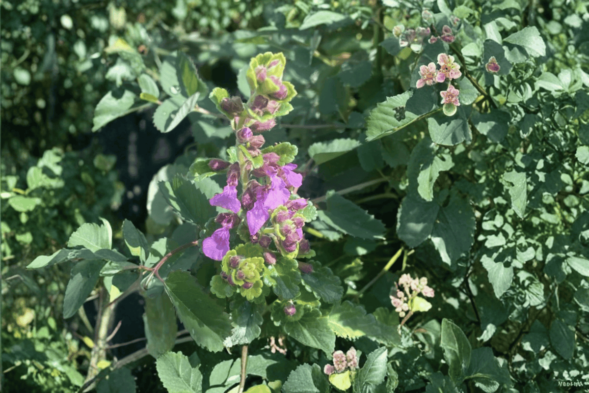 Summer Sunshine Wall Germander Teucrium chamaedrys ‘Summer Sunshine’ — 1 Live Plant in 4-Inch Pot