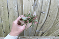 Syngonium Neon Pink Starter Plants (2) | Bare Root with Soil Pods