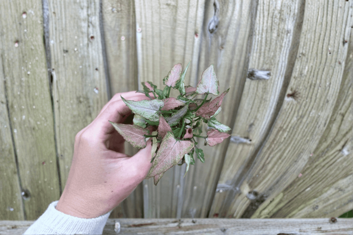 Syngonium Neon Pink Starter Plants (2) | Bare Root with Soil Pods
