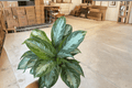 Aglaonema Silver Bay (2 Live Plants) in 6-Inch Pots – Silver Bay Chinese Evergreen