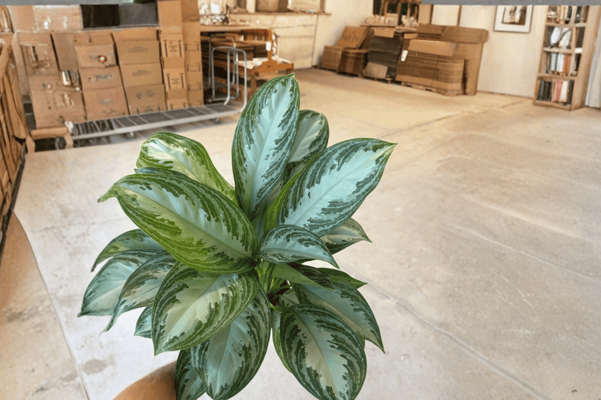 Aglaonema Silver Bay (2 Live Plants) in 6-Inch Pots – Silver Bay Chinese Evergreen