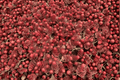 Dragon’s Blood Stonecrop Sedum spurium ‘Dragon’s Blood’ — 1 Live Plant, 4-Inch Pot