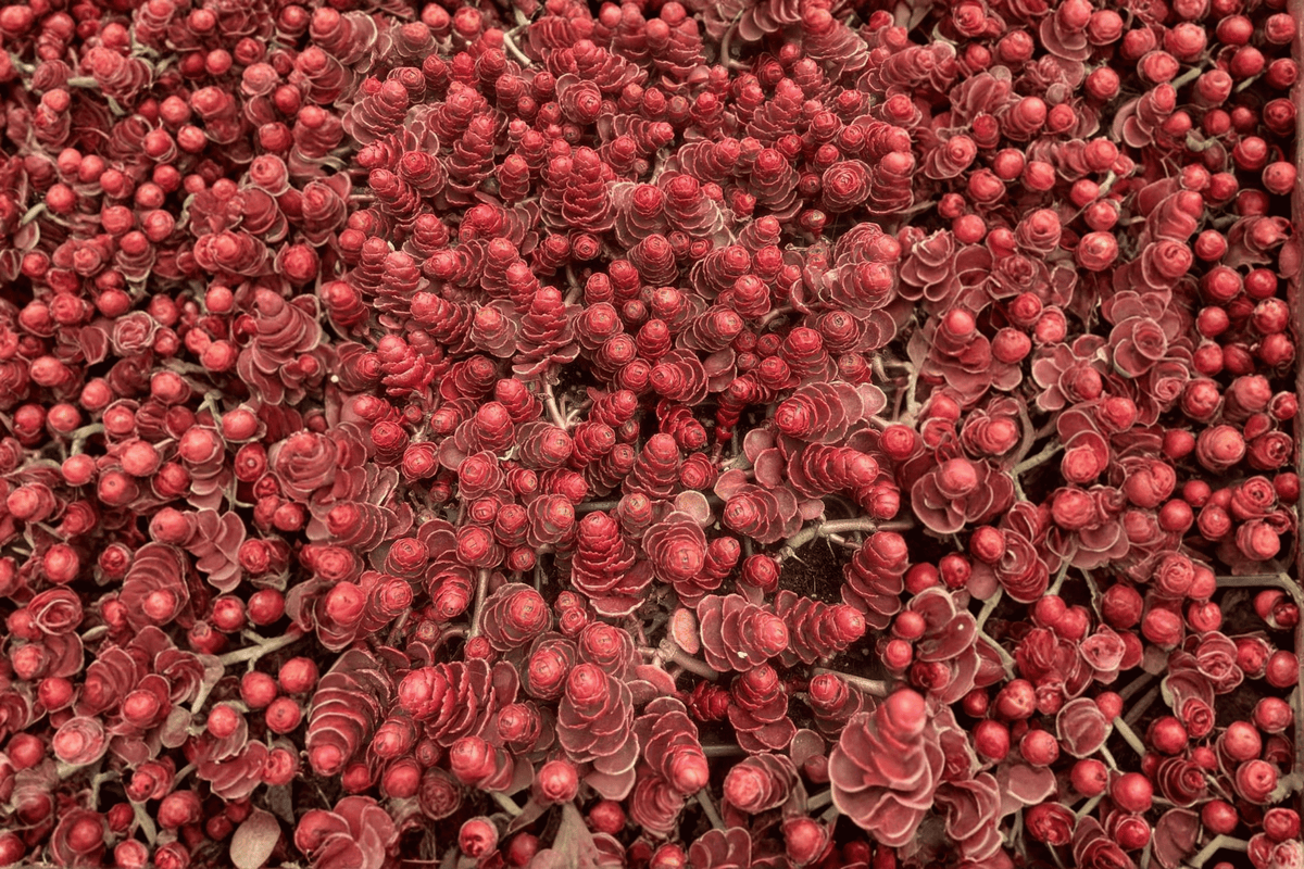 Dragon’s Blood Stonecrop Sedum spurium ‘Dragon’s Blood’ — 1 Live Plant, 4-Inch Pot