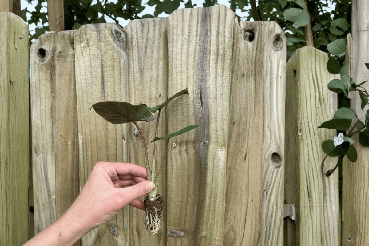 Alocasia 'Metalhead' Starter Plants (2) | Portora × Lauterbachiana Hybrid