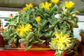 Variegated Tiger Jaws Succulent (Faucaria tigrina) - Live Rooted Cutting in 3 x 2.5-Inch Handmade Pot