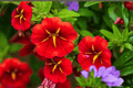 Calibrachoa MiniFamous Neo Red Hawaii Million Bells 4-Inch Pot – Live Plant