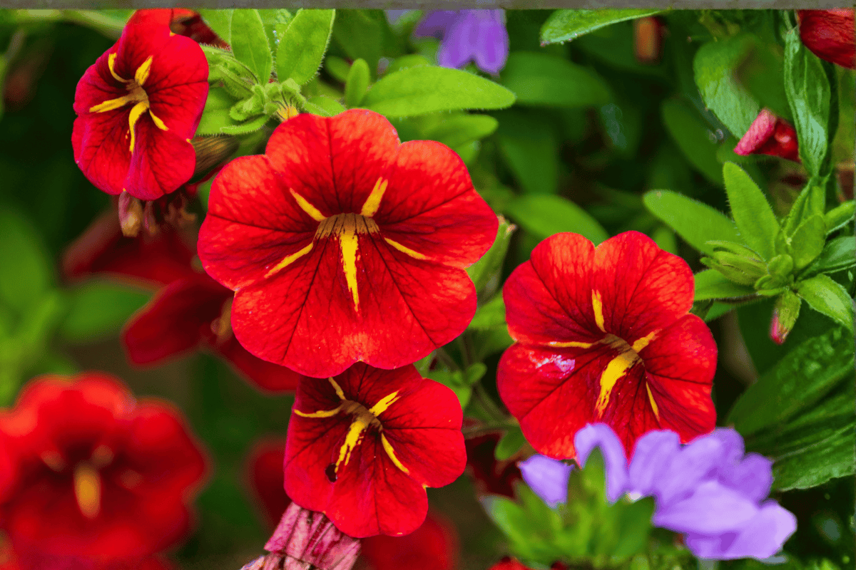 Calibrachoa MiniFamous Neo Red Hawaii Million Bells 4-Inch Pot – Live Plant