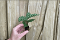 Calathea Freddie Goeppertia concinna Starter Plants – 2 Live Plants