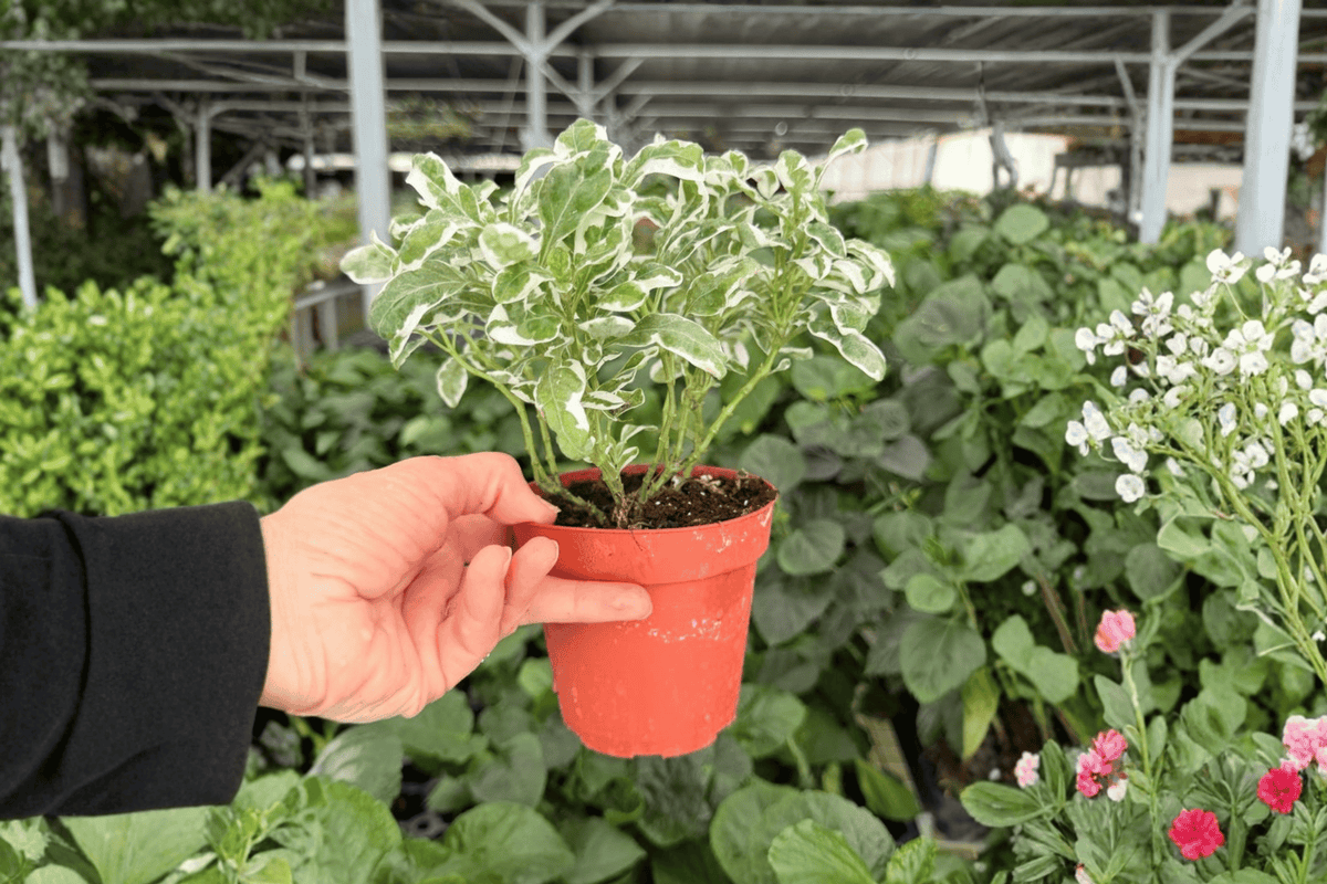 Alternanthera Snow Queen - 2 Live Plants in 4-Inch Pots