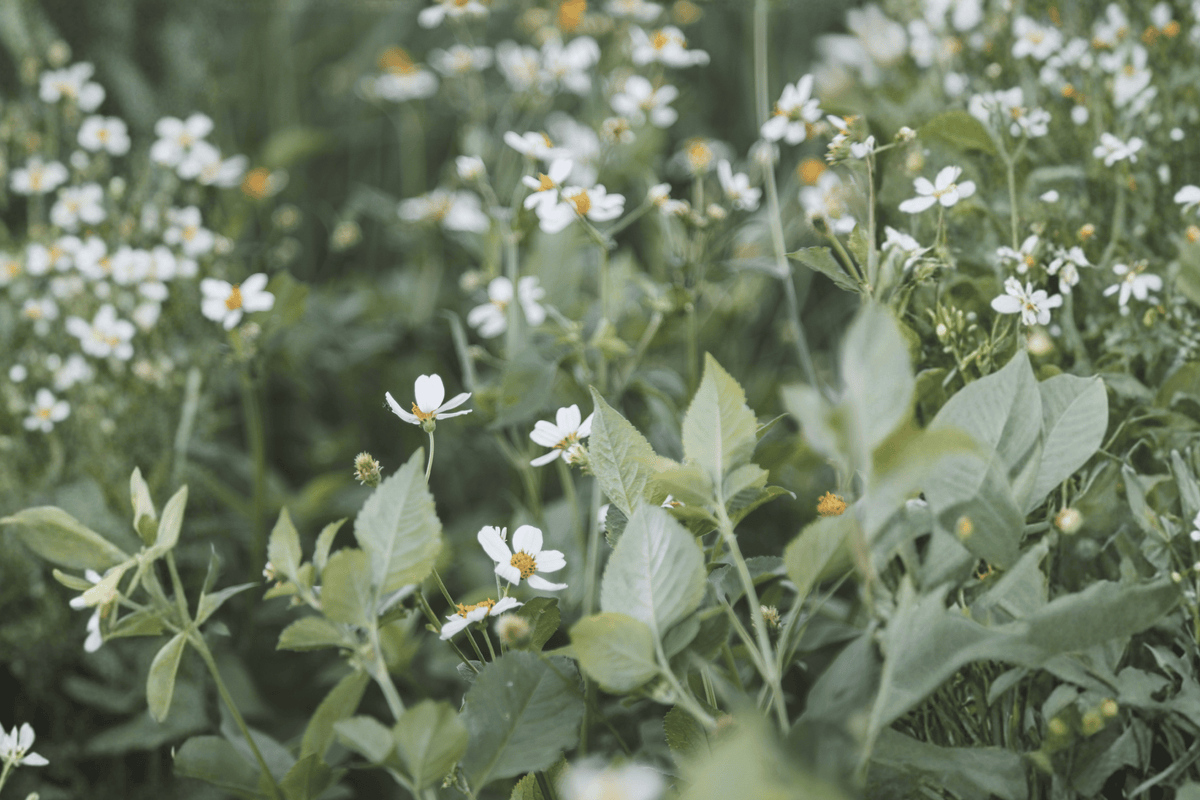 White Delight Beggarticks (Bidens ferulifolia 'White Delight') - 4-Inch Live Plant