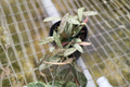 Hoya Sigillatis Live Plant - 4 Inch Rooted Starter Plant (Silver Speckled Foliage)