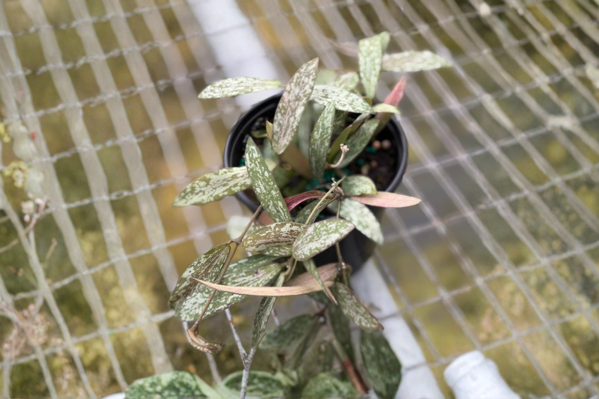 Hoya Sigillatis Live Plant - 4 Inch Rooted Starter Plant (Silver Speckled Foliage)