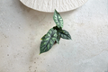 Alocasia Dragon Scale Live Plant - 4-Inch Rooted Pot | Tropical Houseplant