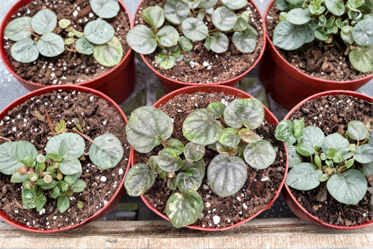 Peperomia Pink Lady Live Plant - Variegated Starter Houseplant in 4" Grower Pot