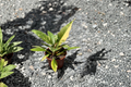 Philodendron Ring of Fire - Fully Rooted 4-Inch Pot Variegated Tropical Houseplant