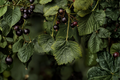 American Black Currant Live Rooted Starter Plant | Edible Native Shrub