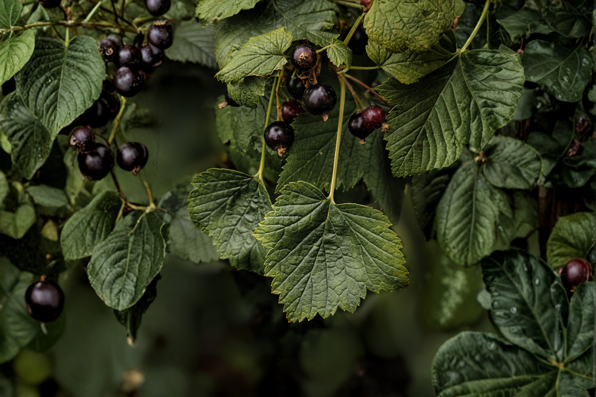 American Black Currant Live Rooted Starter Plant | Edible Native Shrub