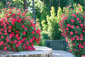 Double Knock Out Rose - 1 Gal Live Shrub Rose with Red Double Blooms