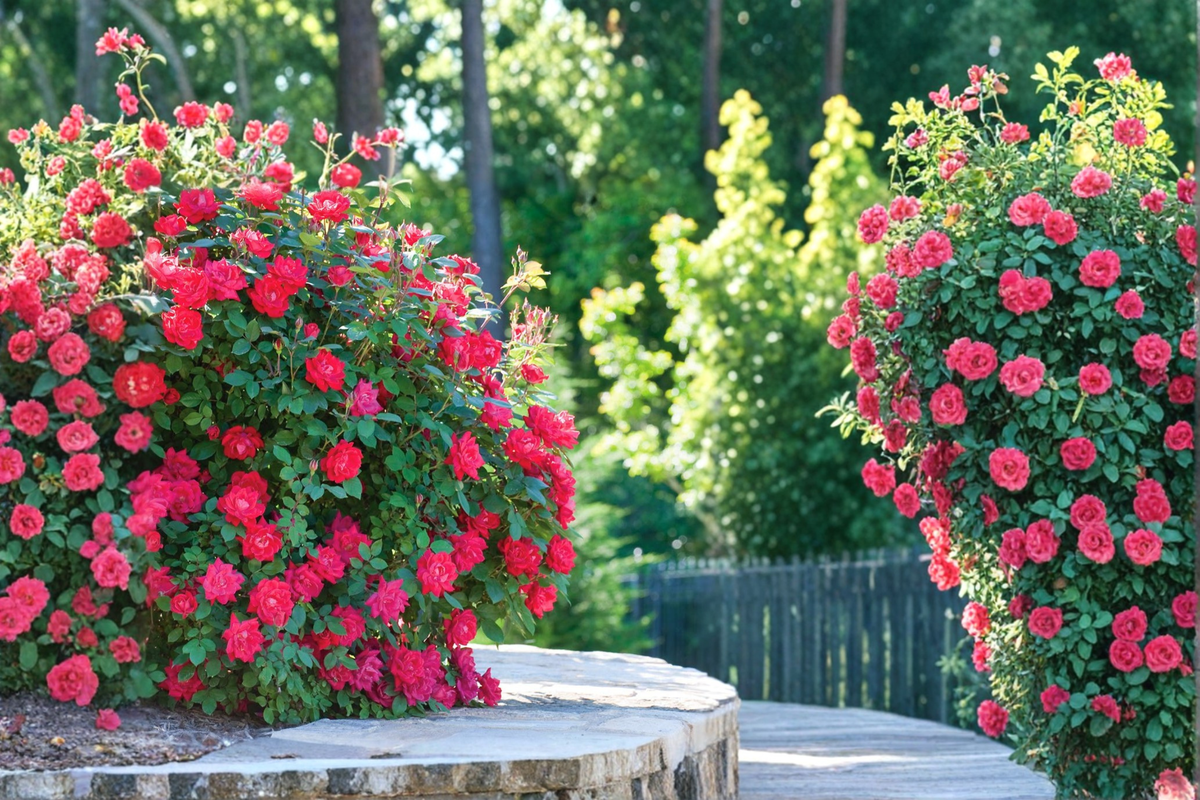 Double Knock Out Rose - 1 Gal Live Shrub Rose with Red Double Blooms
