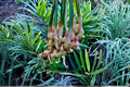 Thai Galangal Ginger Plant Live Set – 2 Plants in One Pot (Alpinia galanga)