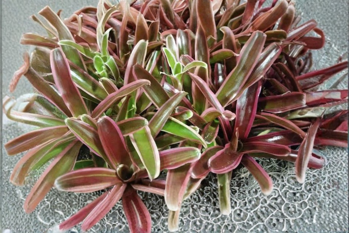 Neoregelia Fireball Bromeliad Pup Bare Root - Live Starter Plant