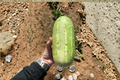Magnolia acuminata Cucumber Tree Seeds - 15 Seeds, Outdoor Ornamental Tree