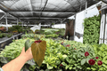 Anthurium Legend x Dark Phoenix Live Plants - 2 Exact 4-Inch Pots