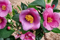Japanese Camellia Grape Soda 3 Gallon - Camellia japonica Evergreen Shrub