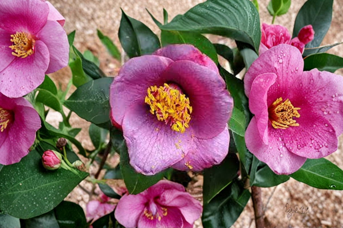 Japanese Camellia Grape Soda 3 Gallon - Camellia japonica Evergreen Shrub