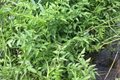 Vietnamese Water Celery (Oenanthe javanica) Live Aquatic Plants – 3–5 Roots