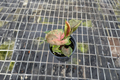 Syngonium Strawberry Ice Live Plant | Pink Variegated Arrowhead Starter Plant