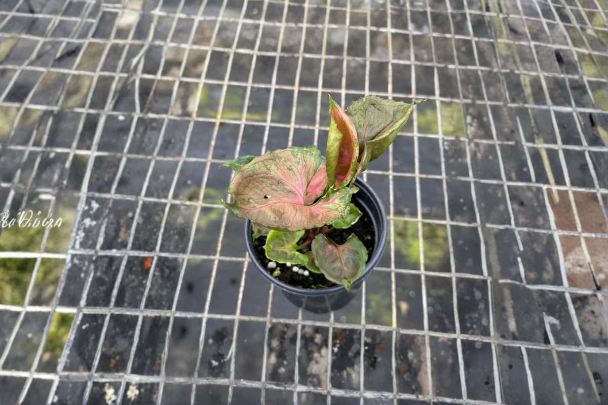 Syngonium Strawberry Ice Live Plant | Pink Variegated Arrowhead Starter Plant
