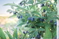 Blue Velvet Honeyberry (Lonicera caerulea) - 1 Gallon Potted Fruit Bearing Bush