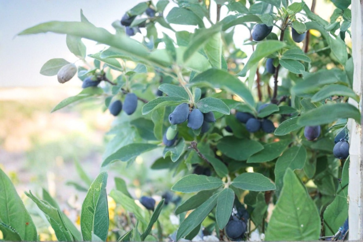 Blue Velvet Honeyberry (Lonicera caerulea) - 1 Gallon Potted Fruit Bearing Bush