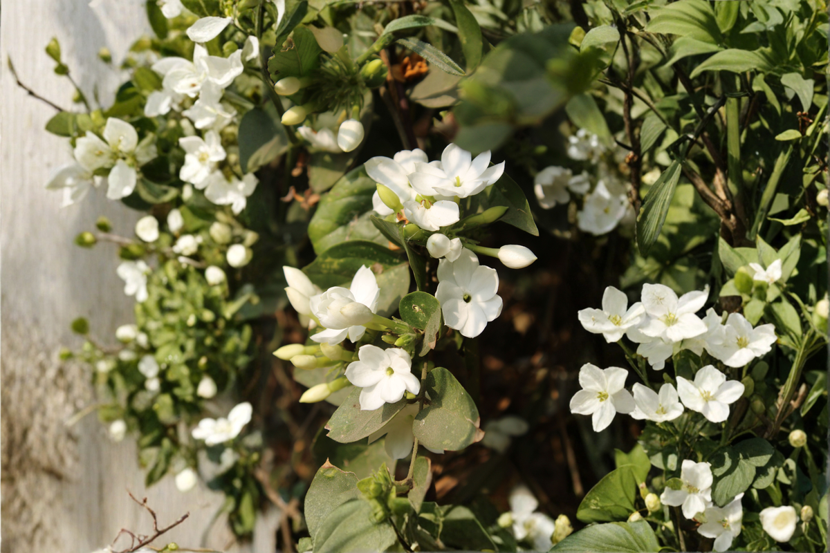 Crape Jasmine Live Plant – Tabernaemontana divaricata, 4-Inch Pot