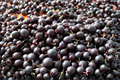Black Velvet Gooseberry Worcesterberry Cross Starter Plant (Ribes Hybrid) – 1 Live Plant