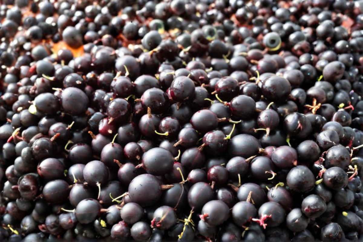 Black Velvet Gooseberry Worcesterberry Cross Starter Plant (Ribes Hybrid) – 1 Live Plant
