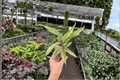 Cordyline Chocolate Queen Starter Plants (2) Bare Root | Cordyline fruticosa 'Chocolate Queen'