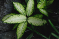 Dieffenbachia 'Camouflage' Live Plant in 4-Inch Pot | Rare Tropical Houseplant