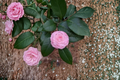 Japanese Camellia Grace Albritton - 1 Gallon Live Plant, Pink Evergreen Shrub
