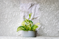 N' Joy Pothos Live Plant in 4-Inch Pot | Epipremnum aureum 'N' Joy' Starter Plant